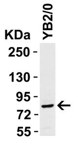 STAT1 Antibody in Western Blot (WB)