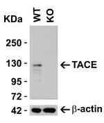 ADAM17 Antibody in Western Blot (WB)