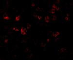 DFFB Antibody in Immunocytochemistry (ICC/IF)