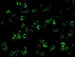 IKK beta Antibody in Immunocytochemistry (ICC/IF)