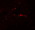 MyD88 Antibody in Immunohistochemistry (Paraffin) (IHC (P))