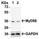 MyD88 Antibody in Western Blot (WB)