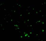 DFFB Antibody in Immunocytochemistry (ICC/IF)