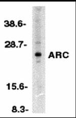 ARC Antibody in Western Blot (WB)