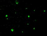 Acinus Antibody in Immunocytochemistry (ICC/IF)