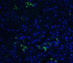 BAFF Antibody in Immunohistochemistry (PFA fixed) (IHC (PFA))