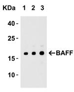 BAFF Antibody in Western Blot (WB)