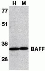 BAFF Antibody in Western Blot (WB)