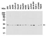 BAFF Antibody in Western Blot (WB)