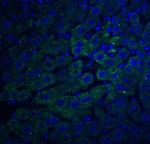 F1A alpha Antibody in Immunohistochemistry (IHC)