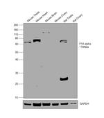 F1A alpha Antibody in Western Blot (WB)