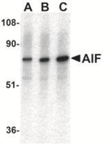 AIF Antibody in Western Blot (WB)