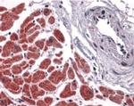 Caspase 12 Antibody in Immunohistochemistry (IHC)