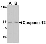 Caspase 12 Antibody in Western Blot (WB)