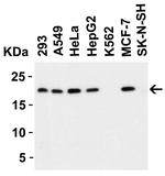 PERP Antibody in Western Blot (WB)