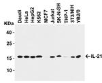 IL-21 Antibody in Western Blot (WB)