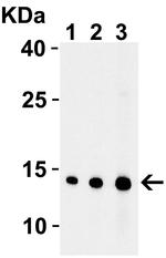 ENDOG Antibody in Western Blot (WB)