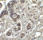 PUMA alpha Antibody in Immunohistochemistry (Paraffin) (IHC (P))