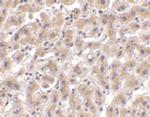 HTRA2 Antibody in Immunohistochemistry (IHC)