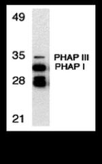 PHAP Antibody in Western Blot (WB)