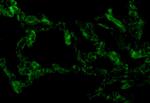 TRIF Antibody in Immunocytochemistry (ICC/IF)