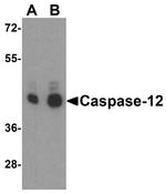 Caspase 12 Antibody in Western Blot (WB)