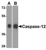 Caspase 12 Antibody in Western Blot (WB)