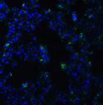 ACE2 Antibody in Immunohistochemistry (PFA fixed) (IHC (PFA))