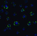 ACE2 Antibody in Immunocytochemistry (ICC/IF)