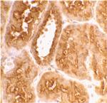 ACE2 Antibody in Immunohistochemistry (Paraffin) (IHC (P))