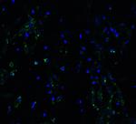 ACE2 Antibody in Immunohistochemistry (PFA fixed) (IHC (PFA))