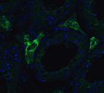 ACE2 Antibody in Immunohistochemistry (PFA fixed) (IHC (PFA))