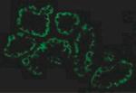 ACE2 Antibody in Immunocytochemistry (ICC/IF)