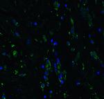 ACE2 Antibody in Immunohistochemistry (PFA fixed) (IHC (PFA))