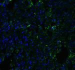 ACE2 Antibody in Immunohistochemistry (PFA fixed) (IHC (PFA))