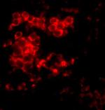 MD-2 Antibody in Immunohistochemistry (PFA fixed) (IHC (PFA))