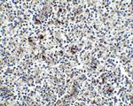 MD-2 Antibody in Immunohistochemistry (Paraffin) (IHC (P))