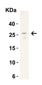 MD-2 Antibody in Western Blot (WB)