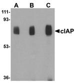 cIAP1 Antibody in Western Blot (WB)