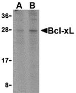 Bcl-xL Antibody in Western Blot (WB)