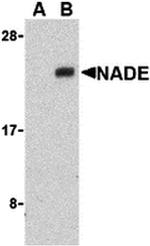 NADE Antibody in Western Blot (WB)