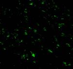 RNF216 Antibody in Immunocytochemistry (ICC/IF)