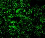 TAK1 Antibody in Immunocytochemistry (ICC/IF)