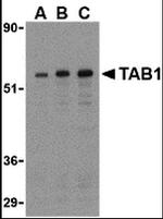 TAB1 Antibody in Western Blot (WB)