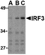 IRF3 Antibody in Western Blot (WB)