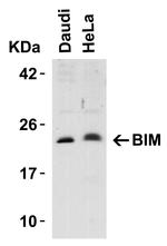 Bim Antibody in Western Blot (WB)