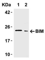 Bim Antibody in Western Blot (WB)