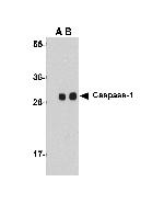 Caspase 1 Antibody in Western Blot (WB)