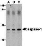 Caspase 1 Antibody in Western Blot (WB)