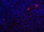 Caspase 8 Antibody in Immunohistochemistry (IHC)